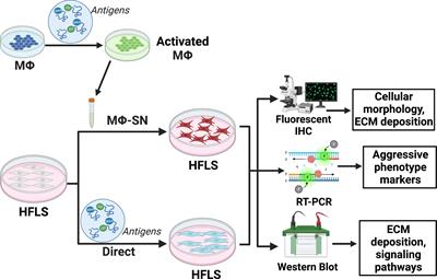 Citrullinated and malondialdehyde-acetaldehyde modified fibrinogen activates macrophages and promotes an aggressive synovial fibroblast phenotype in patients with rheumatoid arthritis